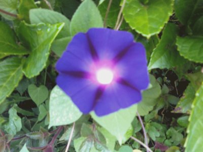 morning glory jigsaw puzzle