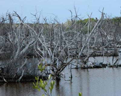 mCuba jigsaw puzzle