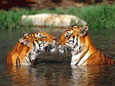 פאזל של tigres