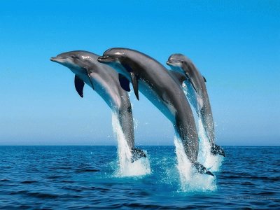 פאזל של hermosos delfines