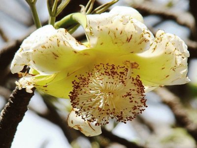 Baobab - Africa