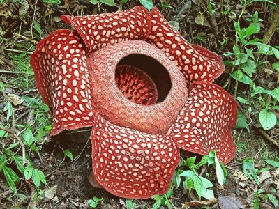 Raflesia -Indochina