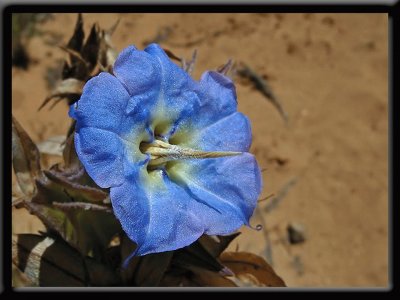 Rough Bluebell - Australia