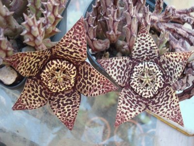 Stapelia - Africa jigsaw puzzle