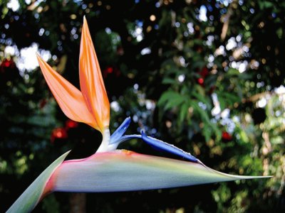 Strelitzia - SudÃ¡frica