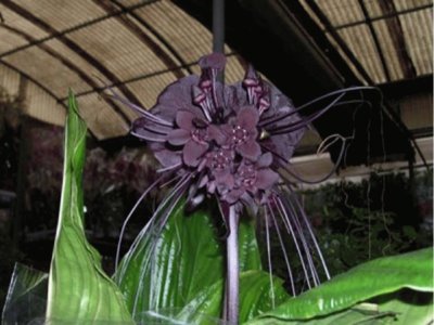 Tacca chantrieri - China