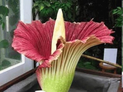 Titan Arum - Indonesia jigsaw puzzle