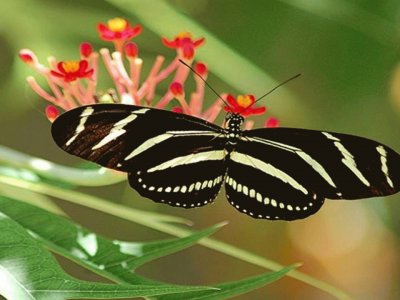 CebraÂ Longwing - Florida jigsaw puzzle