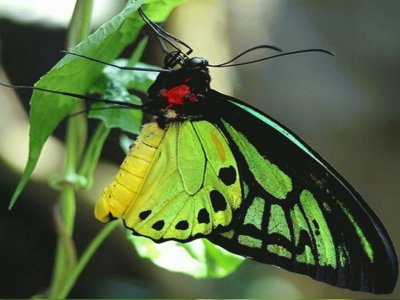 Reina Alexandra - PapÃºa Nueva Guinea jigsaw puzzle