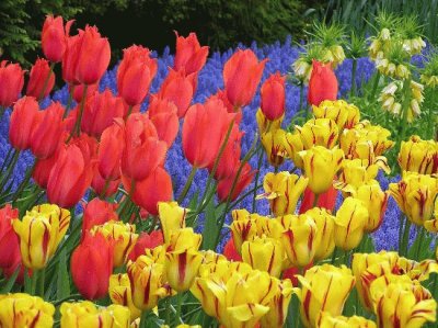 TULIPANES jigsaw puzzle