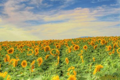 girasoli jigsaw puzzle