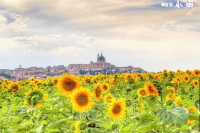 girasoli 2 jigsaw puzzle