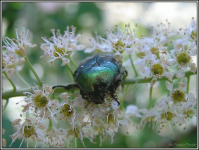 Natureza jigsaw puzzle