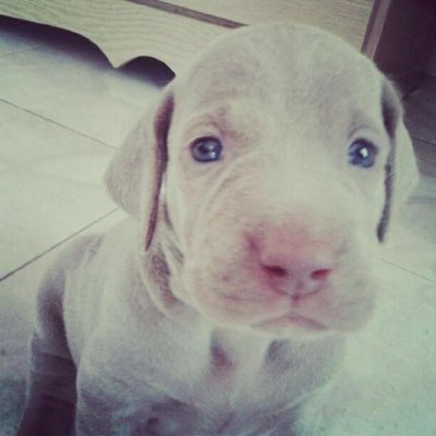 perro weimaraner