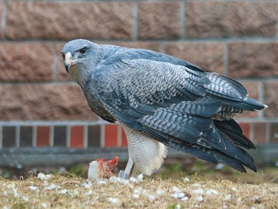 Ãguila Mora