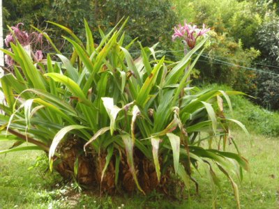 Jardin 25