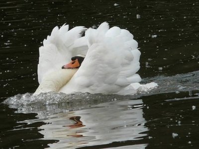 Cisne blanco jigsaw puzzle