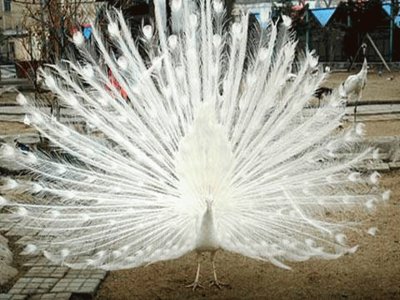 פאזל של Pavo Real albino