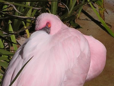 SnoozingÂ Lesser Flamingo