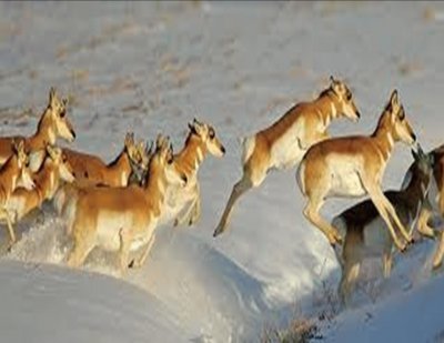 Pronghorn on the move - Colorado