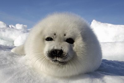 פאזל של foca