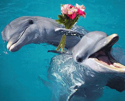 פאזל של delfines