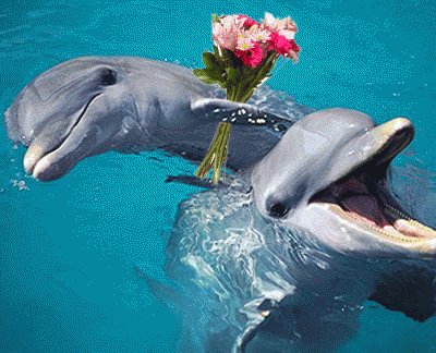 delfines