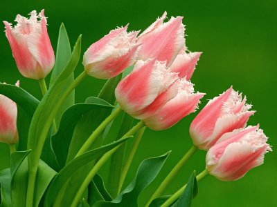 פאזל של Tulipanes