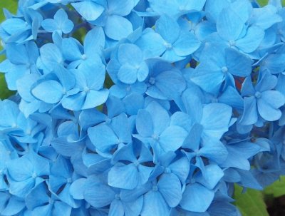 Hortensias