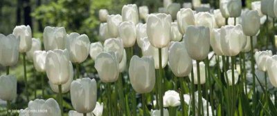 white tulips