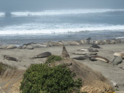 sea lions