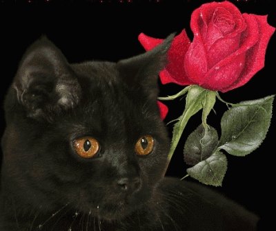 Black Cat and Rose