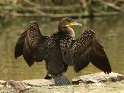 CormorÃ¡n
