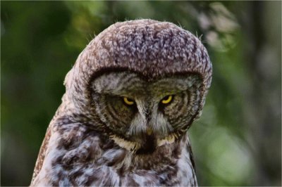 פאזל של Owl