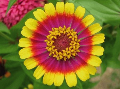 Zinnia jigsaw puzzle