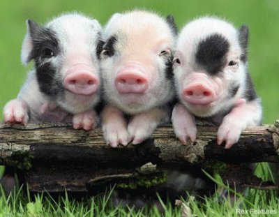 Piglets