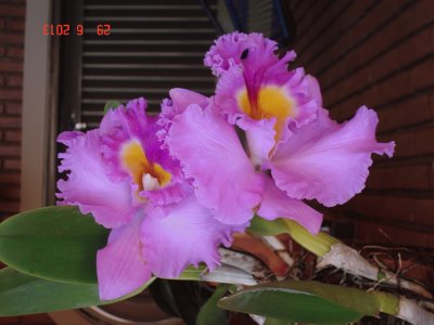 פאזל של orquidea