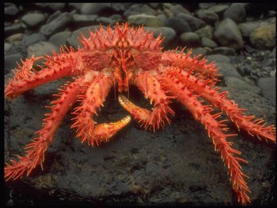 Cangrejo rojo - Canal del Beagle