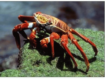 Cangrejo rojo de roca â€“ SudamÃ©rica