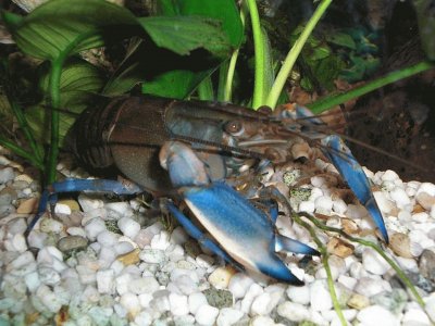 פאזל של Cherax Blue moon - Australia