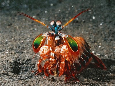 פאזל של Gamba Mantis - Australia