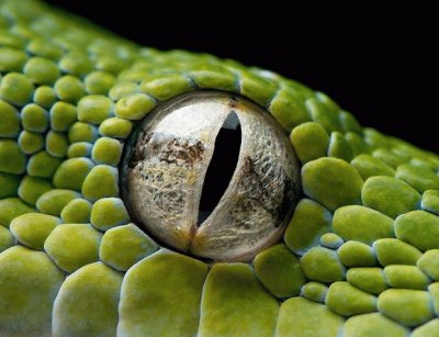 Reptile Eye