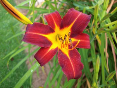 Hemerocallis jigsaw puzzle