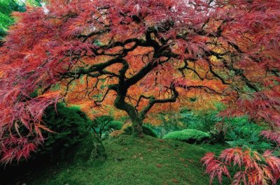 arbol jigsaw puzzle