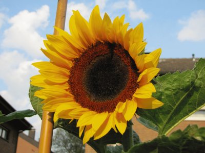 פאזל של Sonnenblume