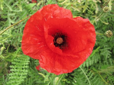 Mohn jigsaw puzzle