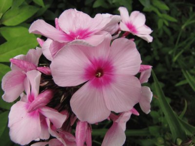 Phlox jigsaw puzzle