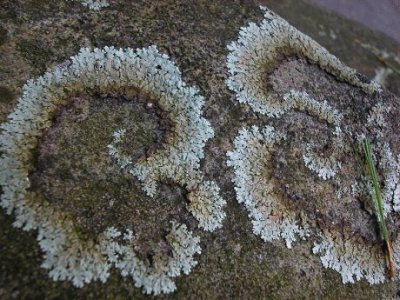 פאזל של lichen