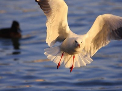 Gaviota en vuelo