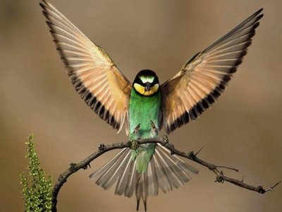 פאזל של ColibrÃ­